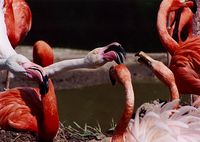 Phoenicopterus ruber - Caribbean Flamingo