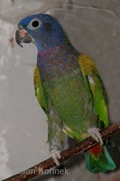 Pionus menstruus - Blue-headed Parrot