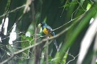 Trogon rufus - Black-throated Trogon