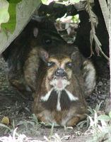 Tragulus javanicus - Lesser Mouse Deer