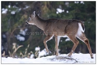 Odocoileus virginianus - White-tailed Deer