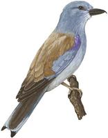 Image of: Coracias garrulus (European roller)