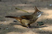 Image of: Criniger pallidus (puff-throated bulbul)