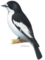 Image of: Ficedula hypoleuca (pied flycatcher)