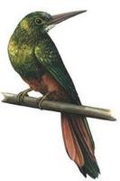 Image of: Galbula pastazae (coppery-chested jacamar)