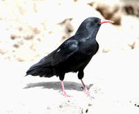 Image of: Pyrrhocorax pyrrhocorax (red-billed chough)