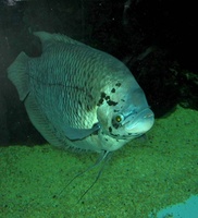 Osphronemus goramy - Giant Gourami