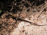 Image of: Cnemidophorus exsanguis (Chihuahuan spotted whiptail)
