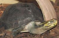 Image of: Cuora amboinensis (southeast asian box turtle)