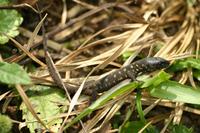 Lepidophyma flavimaculatum