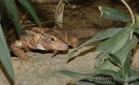 Tupinambis rufescens - Red Tegu