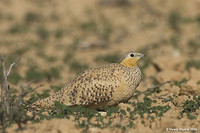 Spotted Sandgrouse - Pterocles senegallus