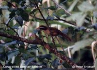 Coral-billed Scimitar Babbler - Pomatorhinus ferruginosus
