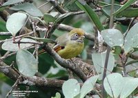 Chestnut-tailed Minla - Minla strigula