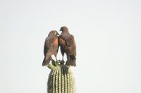 Harris' Hawk - Parabuteo unicinctus