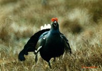 Black Grouse - Tetrao tetrix