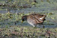 Sora Rail - Porzana carolina