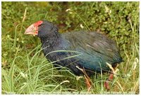 Takahe - Porphyrio mantelli