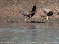 Black-tailed Native-hen - Gallinula ventralis