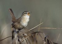 Marsh Wren (Cistothorus palustris) photo