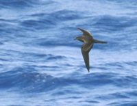 Bulwer's Petrel (Bulweria bulweria) photo