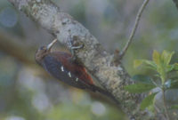 Pryer's (Okinawa) Woodpecker (Sapheopipo noguchii) photo