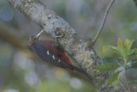 Pryer's (Okinawa) Woodpecker (Sapheopipo noguchii) photo