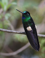 Buff-winged Starfrontlet (Coeligena lutetiae) photo