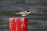 Little Tern - Sterna albifrons