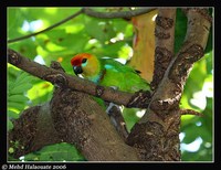 Large Fig-Parrot - Psittaculirostris desmarestii