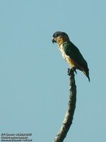 Black-headed Parrot - Pionites melanocephala