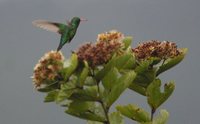 Glittering-bellied Emerald - Chlorostilbon aureoventris