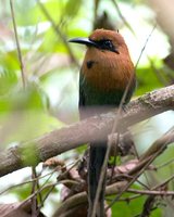 Broad-billed Motmot - Electron platyrhynchum