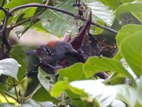 Ornate Antwren - Myrmotherula ornata