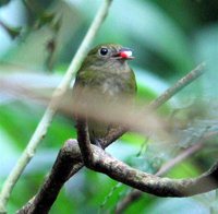 Green Manakin - Chloropipo holochlora