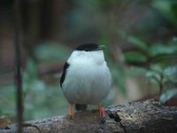 White-bearded Manakin - Manacus manacus