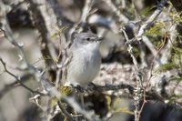 Suiriri Flycatcher - Suiriri suiriri