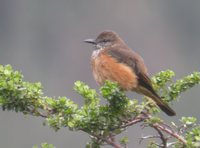 Streak-throated Bush-Tyrant - Myiotheretes striaticollis