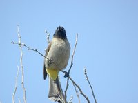 White-spectacled Bulbul - Pycnonotus xanthopygos