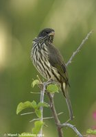 Palmchat - Dulus dominicus