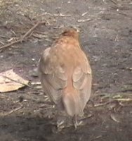 Veery - Catharus fuscescens