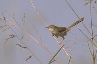 Graceful Prinia - Prinia gracilis