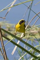 Belding's Yellowthroat - Geothlypis beldingi