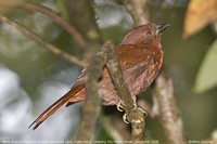 Red-crowned Ant-Tanager - Habia rubica