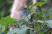 Azure-shouldered Tanager - Thraupis cyanoptera