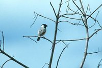 Coal-crested Finch - Charitospiza eucosma