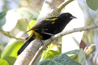 Greater Antillean Oriole - Icterus dominicensis