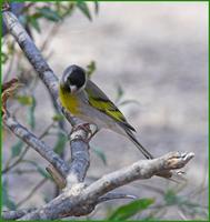 Lawrence's Goldfinch at Organ Pipe NM visitor center