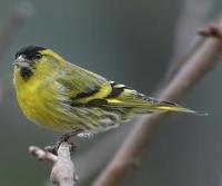 * European Siskin