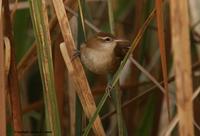 *NEW* Curve-billed Reedhaunter